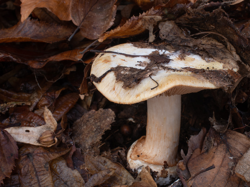 Cortinarius xantho-ochraceus